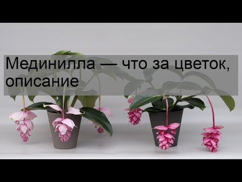 Видео: Мединилла — что за цветок, описание