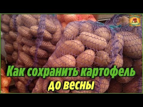 Видео: Как хранить КАРТОФЕЛЬ зимой. Хитрости, которые помогут НАДОЛГО сохранить урожай до весны
