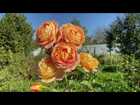 Видео: Повторное цветение роз в сентябре  Псковская область 2025.