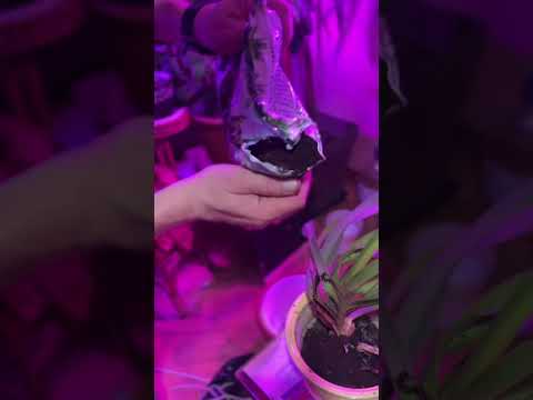 Видео: Побачив Орхідею та пересадив￼