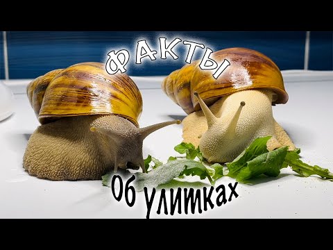 Видео: ИНТЕРЕСНЫЕ ФАКТЫ ОБ УЛИТКАХ.