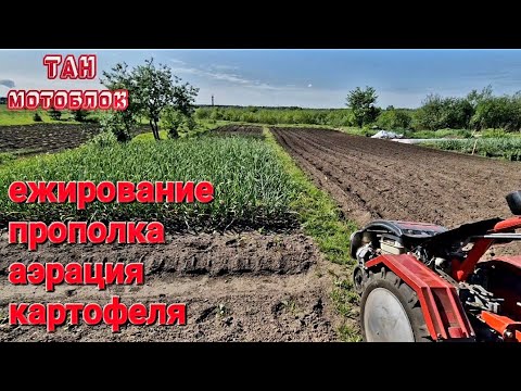 Видео: Ежирование, прополка, аэрация, картофеля.