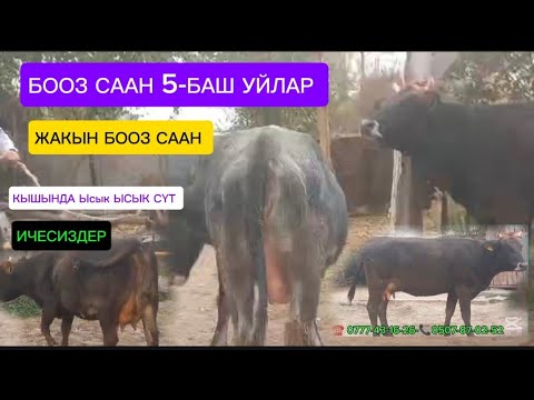 Видео: БООЗ СААН УЙЛАР ЧЫКТЫ САТУУГА КӨРҮҢҮЗ ЧҮЙ ОБЛУСУ СОКУЛУК РАЙОНУНДА ТЕЛ ЭЭСИ ЧАЛЫҢЫЗ ДОСТАВКА БАР ✅