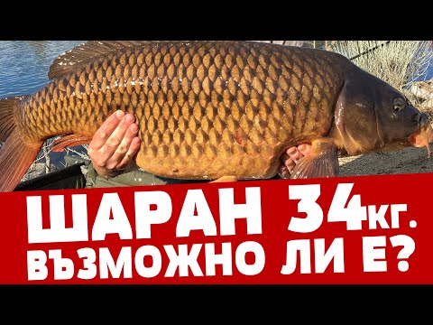 Видео: ЩУКИ КОИТО ЯДАТ ШАРАНИ! ЩУКА АЛБИНОС