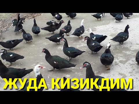 Видео: НЕГА ТУХУМЛАМАЯДИ САБАБИ ТОПИЛДИ