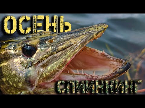 Видео: ПРОЕ...Л ТОПОВЫЙ ВОБЛЕР! Ловля щуки на спиннинг осенью 2025