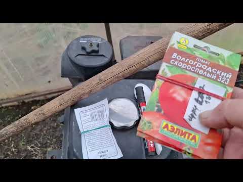 Видео: Рассада на продажу  Посев  в грунт детерминантных  томатов   где покупаю стаканчики для рассады