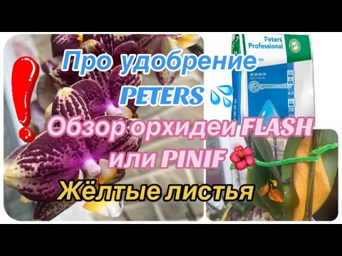 Видео: ОРХИДЕЯ ПИНИФ, Flash, обзор. 🌺 Про удобрение Peters 20-20-20 💦 Жёлтые листья у #орхидеи