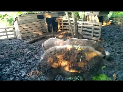 Видео: Недовольны мы мангалицей.