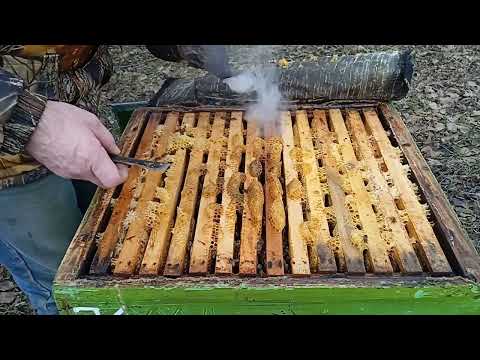 Видео: Первый осмотр после зимовки 2023.