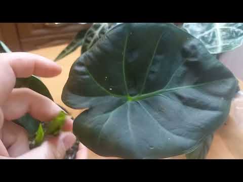 Видео: 30 октября 2025 г.