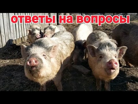 Видео: ОТВЕТЫ НА ВОПРОСЫ Вьетнамские свиньи