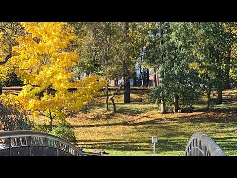 Видео: Осенняя сказка в парке/👍😍Краски осени/🌿🍁🍂