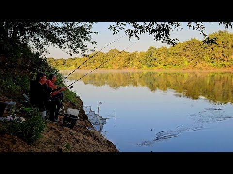 Видео: Нарвались на Хорошую Плотву на Днепре! Рыбалка с Ночевкой. Плотва на Кукурузу. Фидер на Днепре.