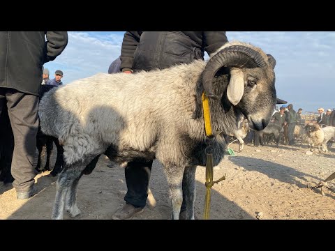 Видео: ХОРАЗМ КУЙ КУЧКОР БОЗОРИ ГИГАНТ КУЧКОРЛАР ОЛАМИ 26.10.2025
