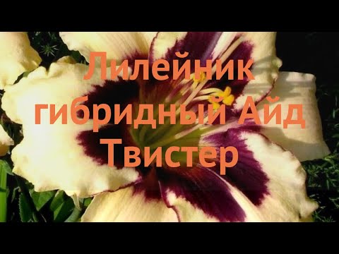 Видео: Лилейник гибридный Айд Твистер (ayd-tvister) 🌿 обзор: как сажать, саженцы лилейника Айд Твистер