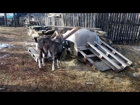 Видео: Мои ламанчи!!!! Моя любовь!!!!!