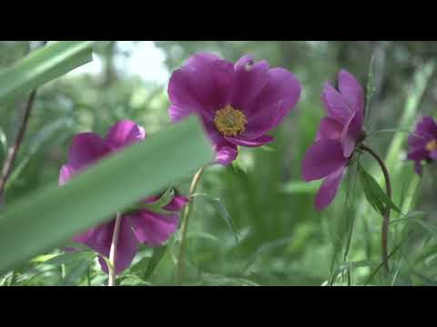 Видео: Каба Айылы  природа 2