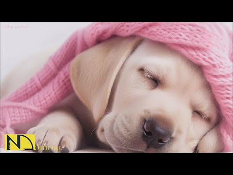 Видео: 20 часов любимой музыки собак🐶💖Музыка для сна собак 🐶🎵 Музыка для снятия беспокойства при разлуке🎵