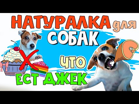 Видео: ЧЕМ КОРМИТЬ СОБАКУ НА НАТУРАЛКЕ. Как правильно кормить собаку натуралкой. Рацион питания собаки
