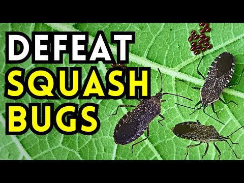 Видео: Уничтожают ли кабачковые вредители ваши урожаи? // 12 органических методов борьбы с кабачковыми в...