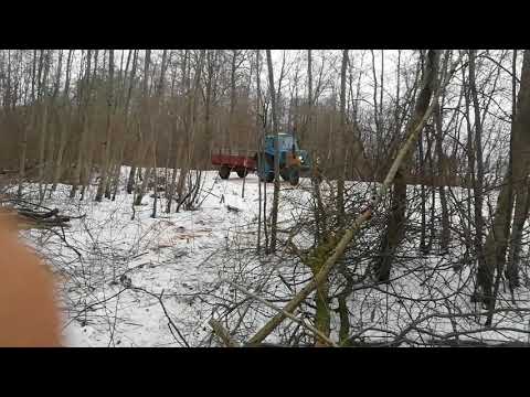 Видео: Едем за дровами на мтз-80