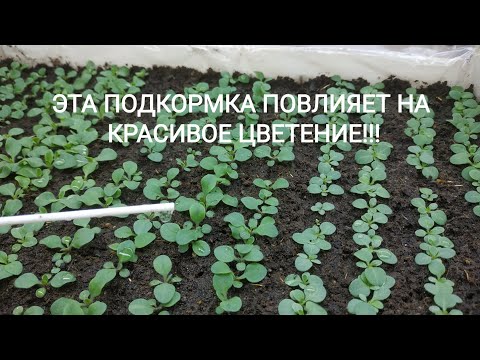 Видео: НЕ ПРОПУСТИТЕ ПЕРВУЮ И ВАЖНУЮ ПОДКОРМКУ ПЕТУНИЙ! ОТ НЕЁ ЗАВИСИТ ПЫШНОЕ И ОБИЛЬНОЕ ЦВЕТЕНИЕ!!!