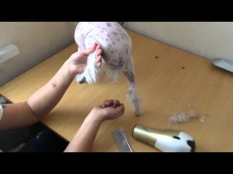 Видео: Стрижка китайской пуховой