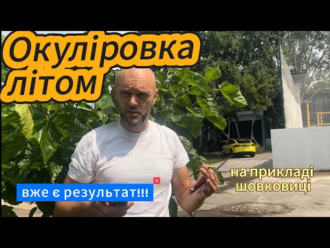 Видео: Літня окуліровка. 100% робочий метод!!!