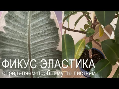 Видео: №32. Фикус эластика. Почему листья желтеют, опадают, скручиваются, в коричневых точках.