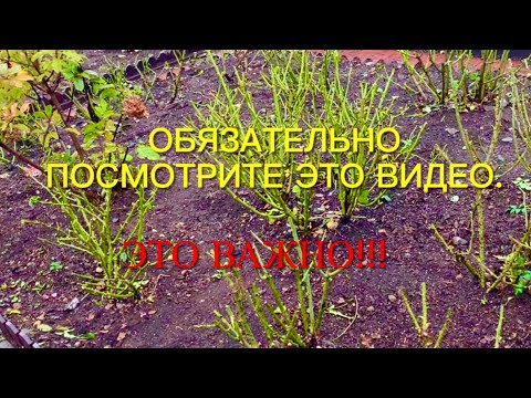 Видео: Хотите остаться без роз? Или вырастим шикарный розарий? Правильно готовим розы к зиме.🌹🌹🌹