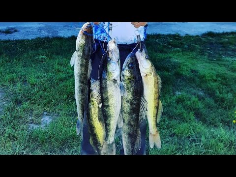 Видео: Найкращі рачки для ловлі судака щуки та окуня на любому водойомі 