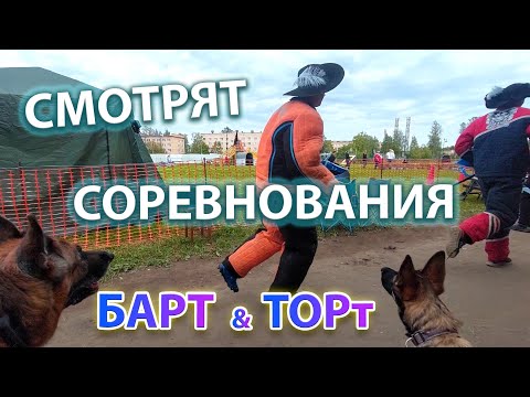 Видео: 🐕🐕Наблюдаем за кинологическими соревнованиями по Мондьорингу.👀