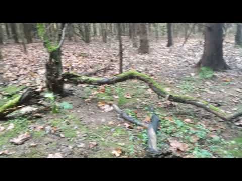 Видео: В ЛЕС И В ТАЙГУ В ЛЮБОЕ ВРЕМЯ ГОДА. ДЕЛО УСОЛЬЦЕВЫХ В ТУМАНЕ.  