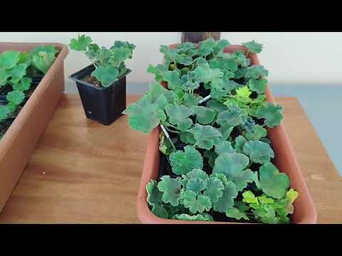 Видео: v20*Укореняю пеларгонии в грунт 3. Что с корнями? Укоренился черенок и в 0.5л! 
