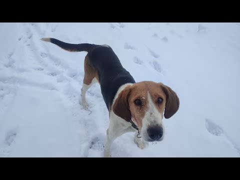 Видео: ОХОТА День, когда я охотился зимой       (Как выбрать день для удачной охоты?)