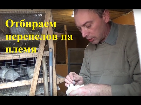 Видео: Формируем маточные стайки перепелов на племя