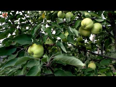 Видео: Обзор яблони Свердловчанин.