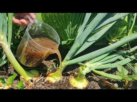 Видео: Добавьте это натуральное питательное вещество к луку и предотвратите пожелтение листьев!