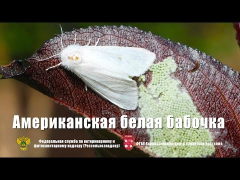 Видео: Американская белая бабочка