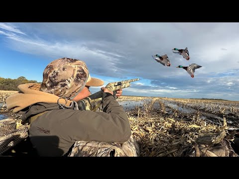 Видео: Охота на уток в затопленной кукурузе без предварительной записи! (Лимит 2 человек)