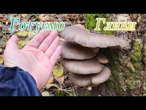 Видео: Готуємо гливи!