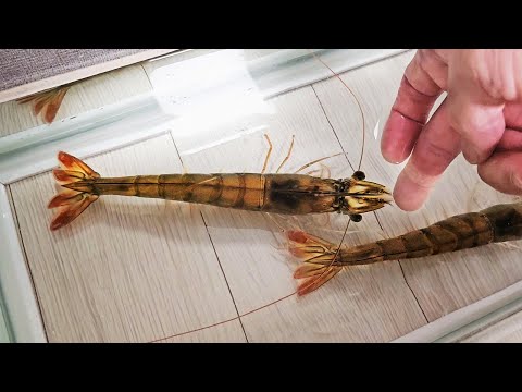 Видео: Выращивание белокожих креветок, купленных на рынке