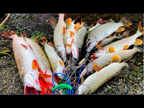 Видео: ЖОР ЩУКИ ОСЕНЬЮ!! Рыбалка на спиннинг на водохранилище.