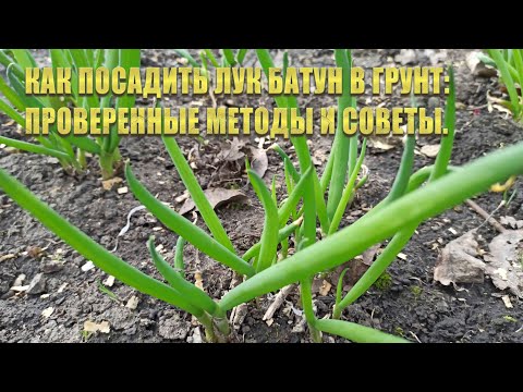 Видео: КАК ПОСАДИТЬ ЛУК БАТУН В ГРУНТ: проверенные методы и советы.