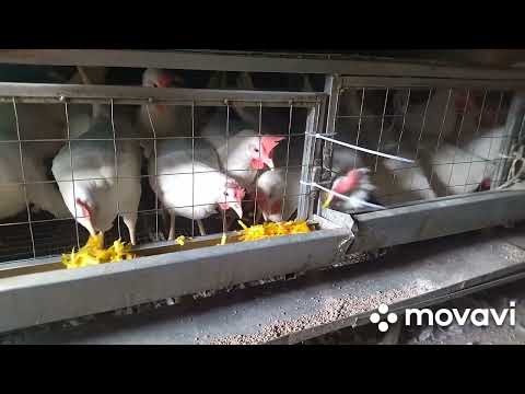 Видео: Расширяю хозяйство