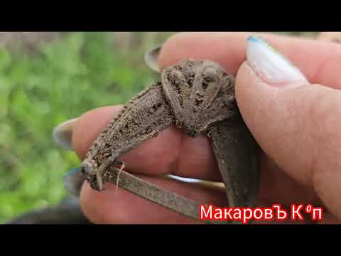 Видео: Злой дед не дал покопать на поле😒  