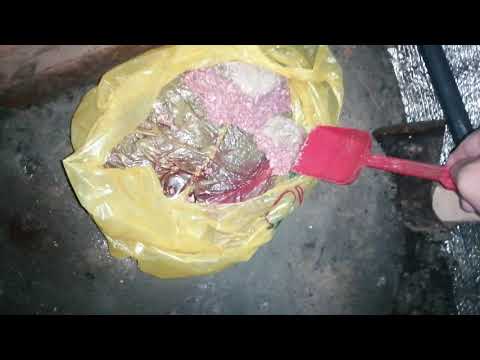 Видео: Кормление  африканского клариевого сома фаршем.