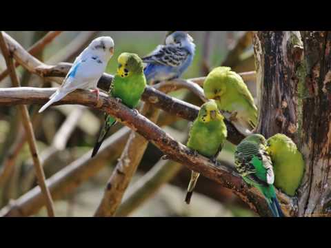 Видео: Веселое пение волнистых попугайчиков / Funny singing of wavy parrots