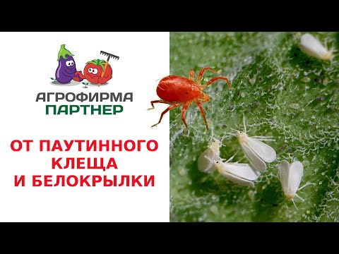 Видео: ОТ ПАУТИННОГО КЛЕЩА И БЕЛОКРЫЛКИ
